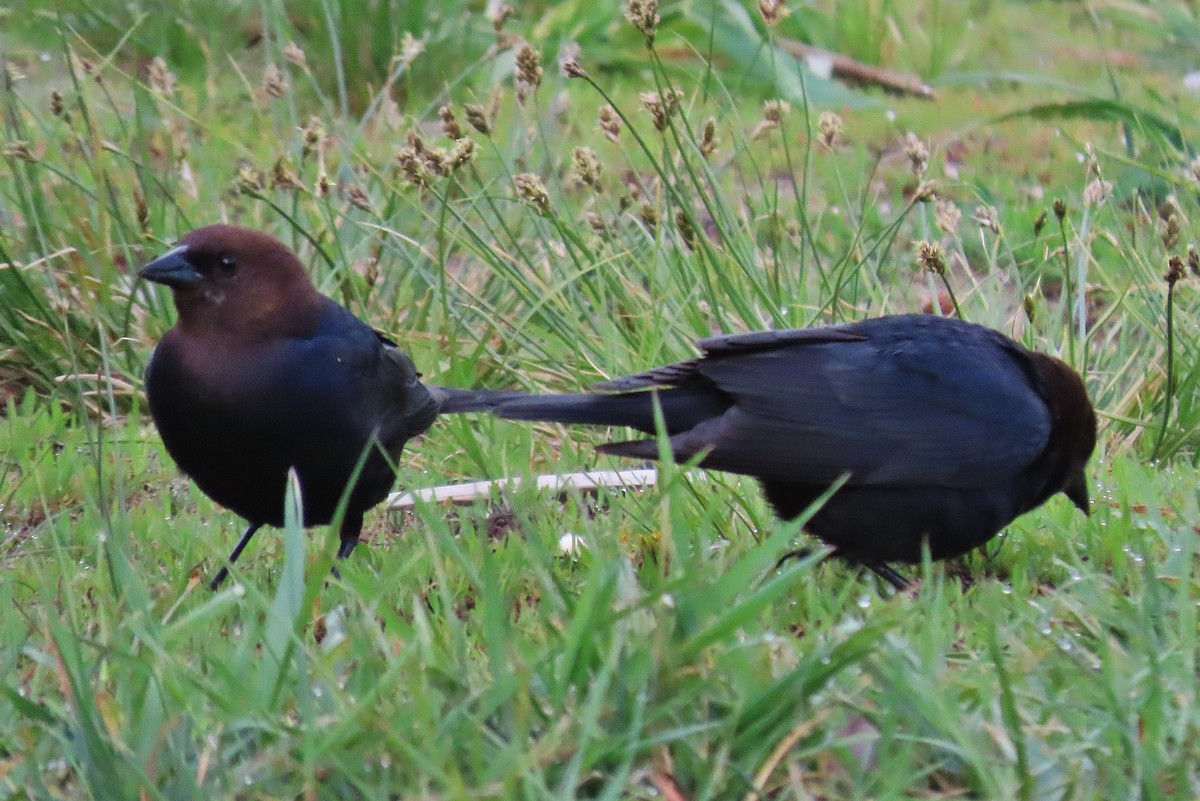 Brown-headed Cowbird - ML620597960