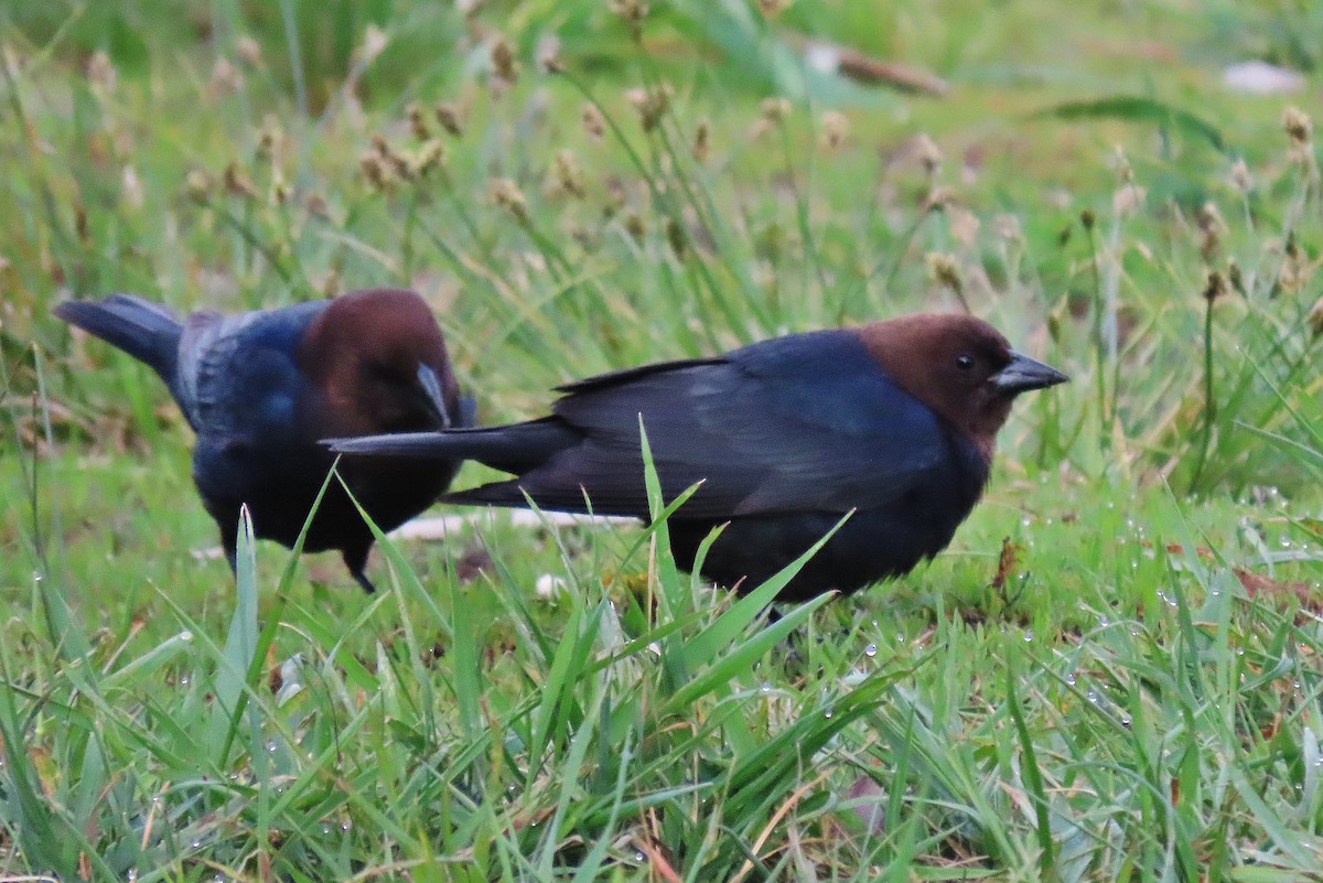 Brown-headed Cowbird - ML620597961