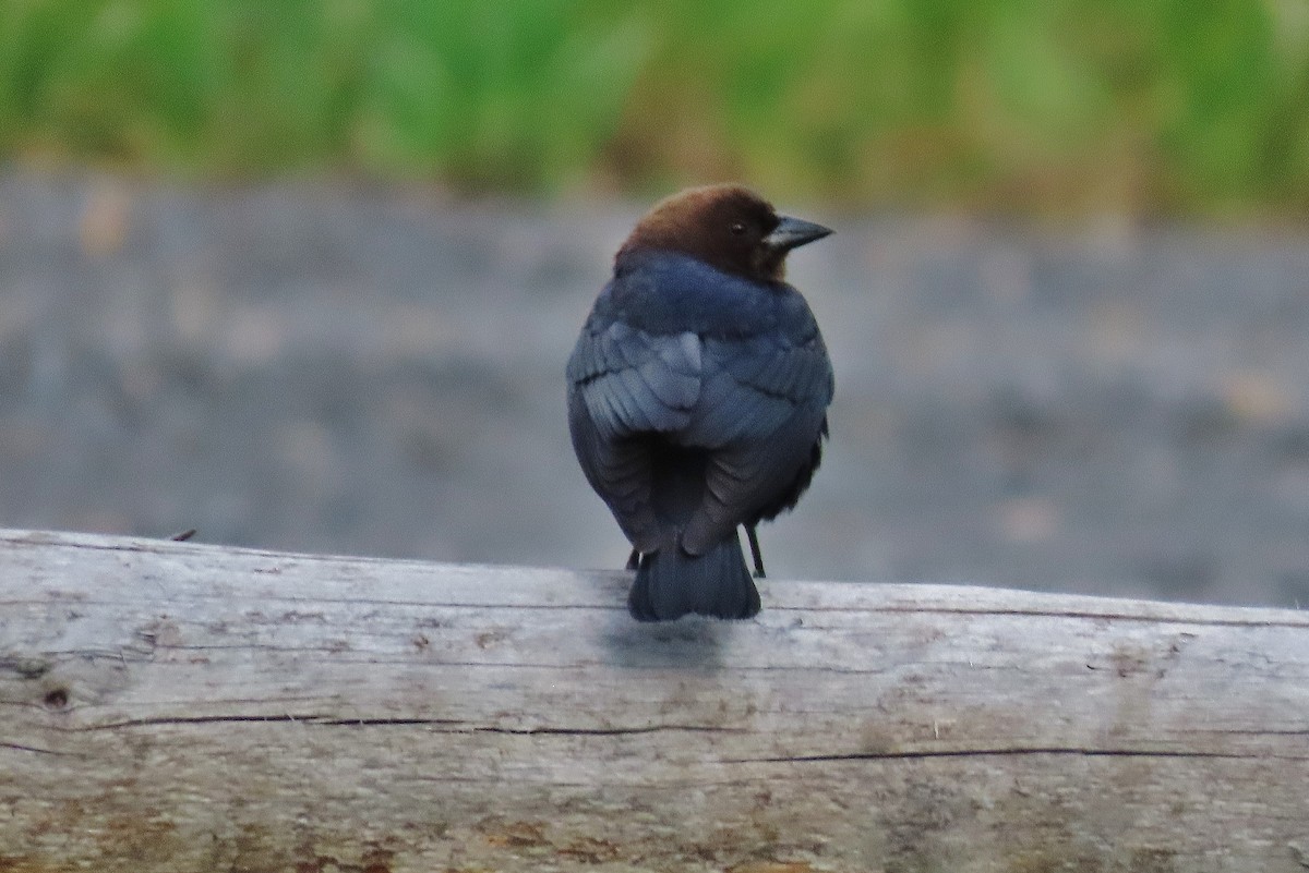 Brown-headed Cowbird - ML620597962