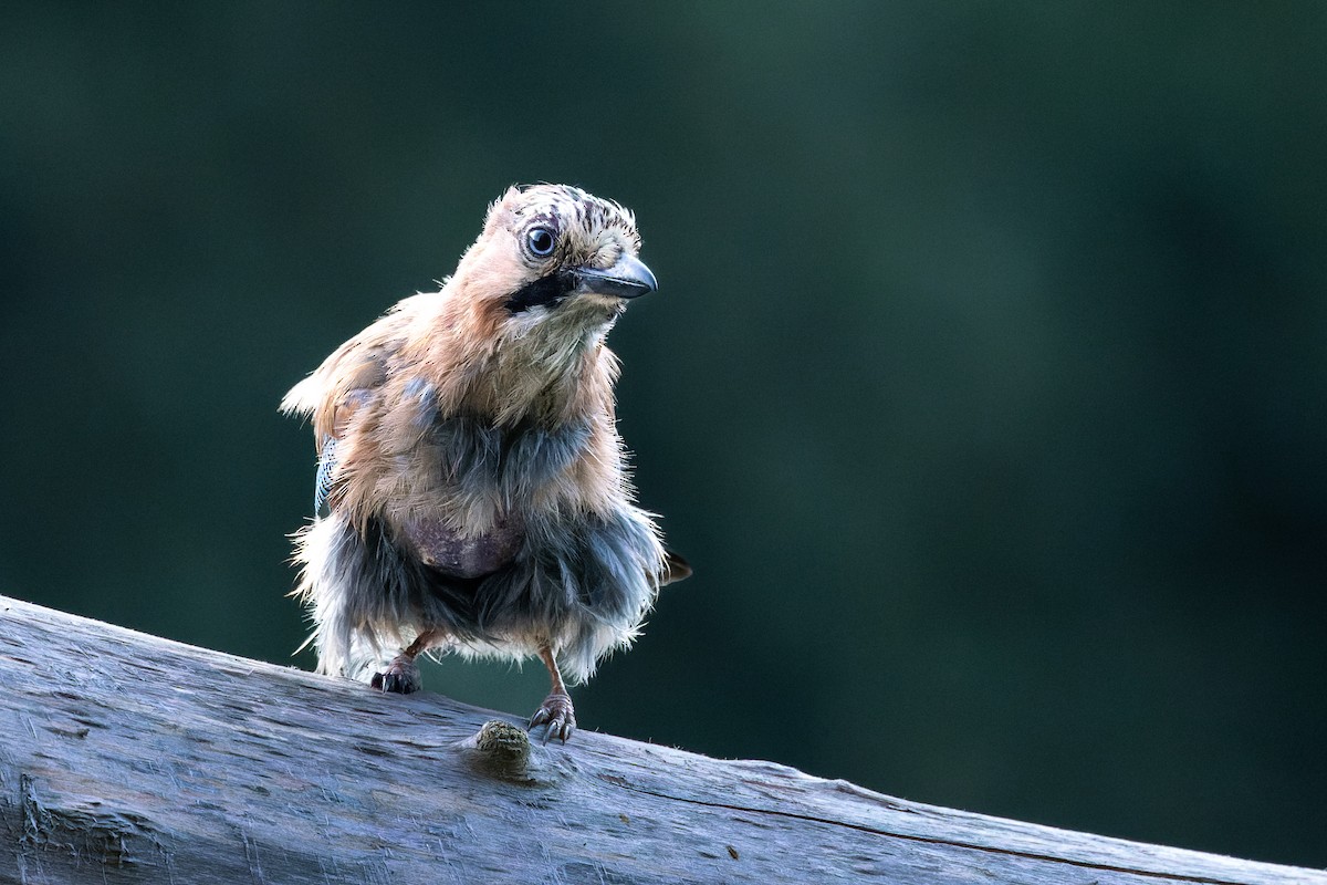 Eurasian Jay - ML620597967