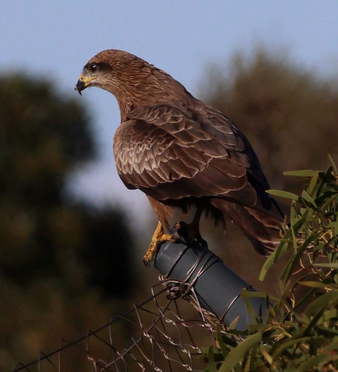 Black Kite - ML620597968