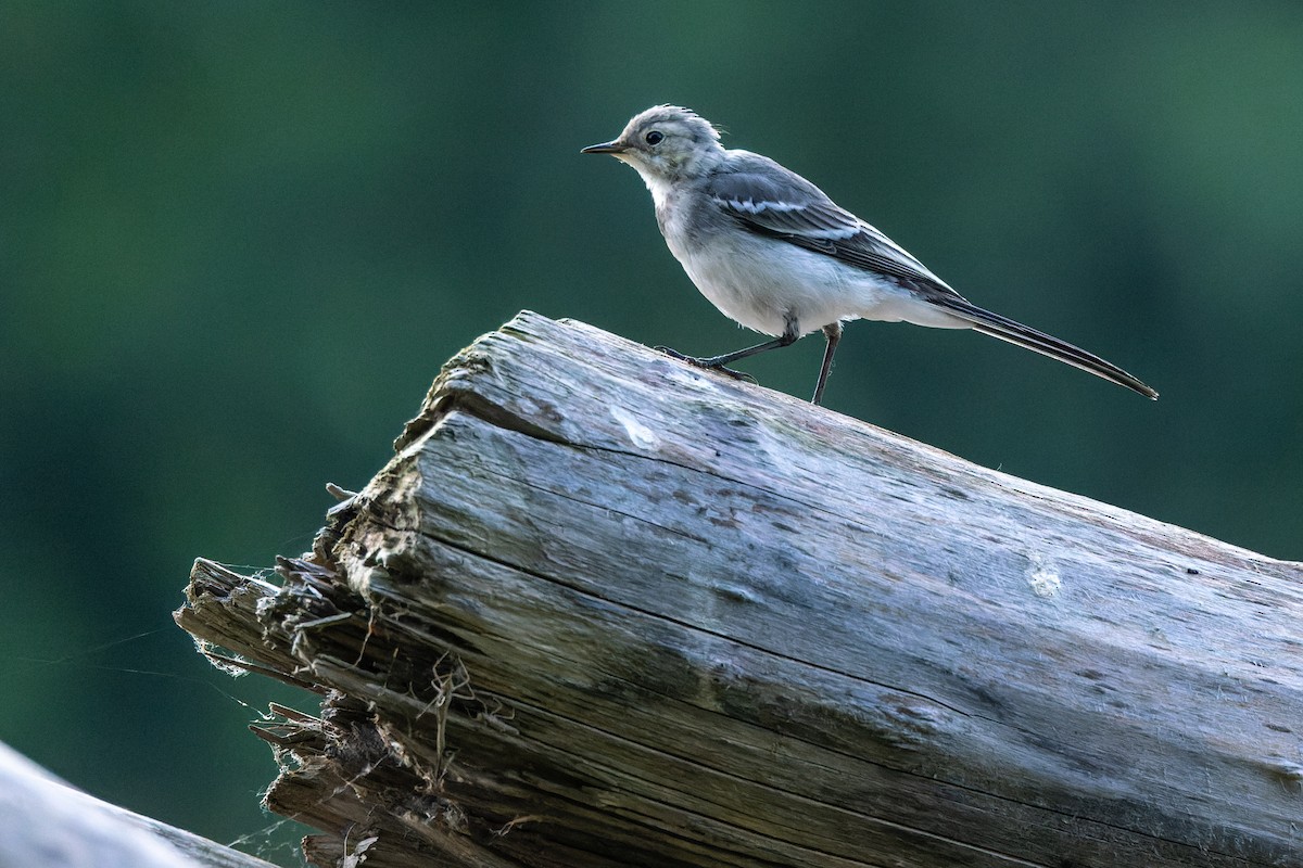 White Wagtail - ML620597969