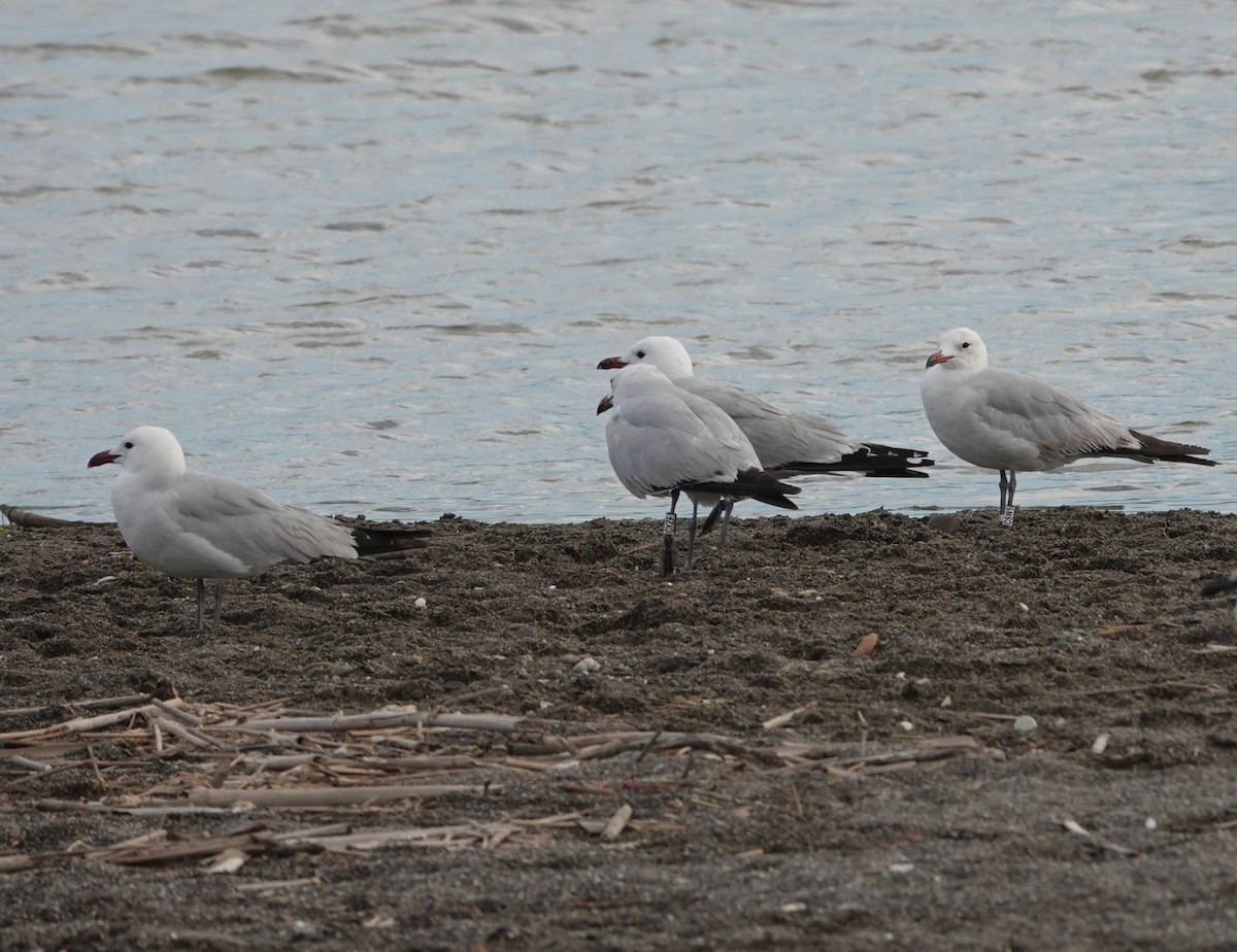 Audouin's Gull - ML620597974