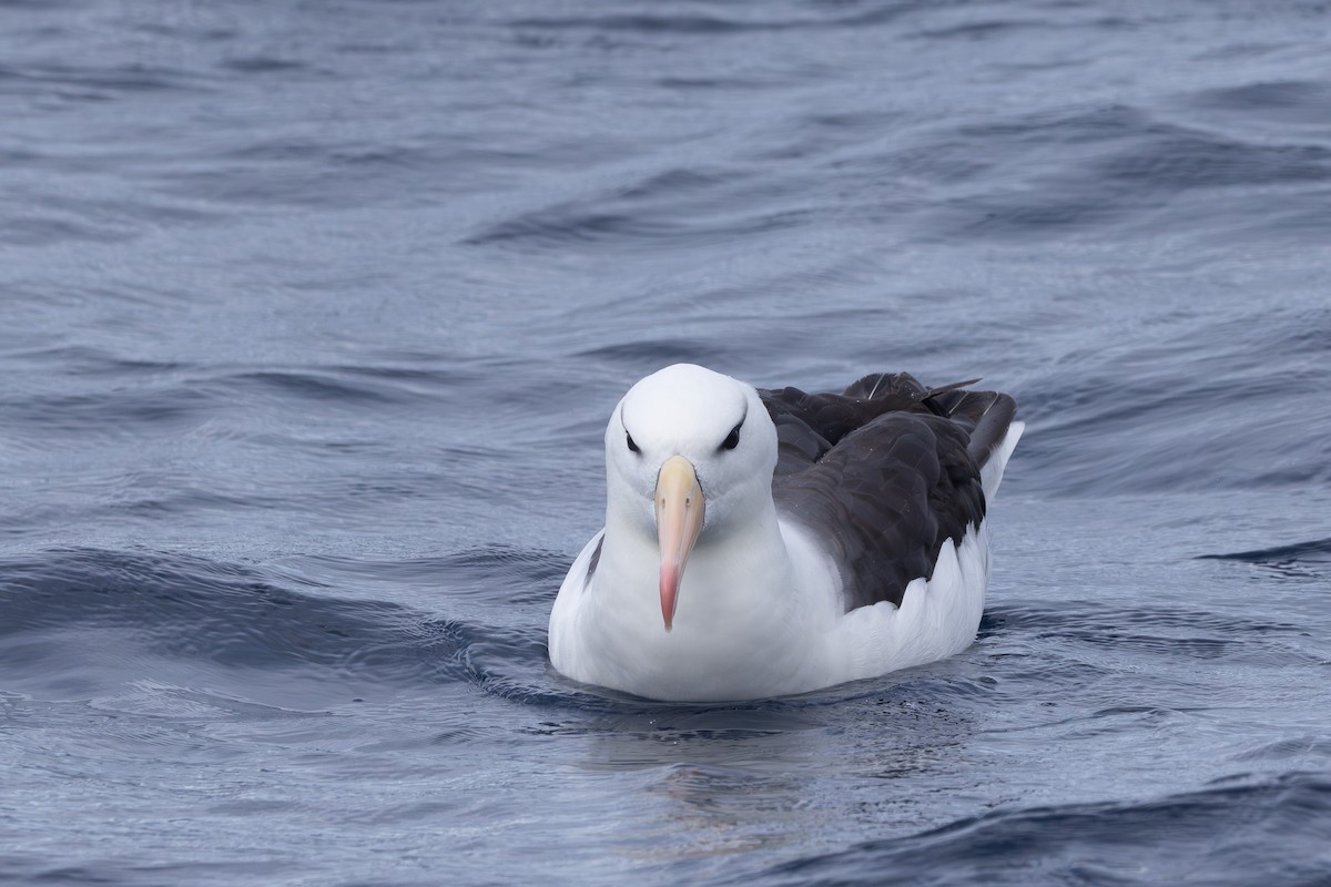 Black-browed Albatross (Black-browed) - ML620597978