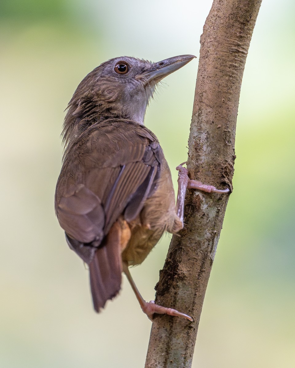 Abbott's Babbler - ML620597979