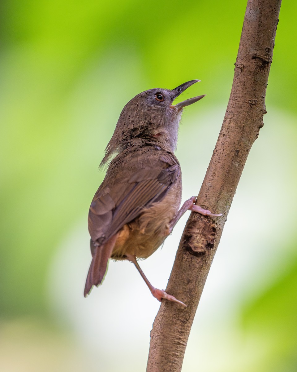 Abbott's Babbler - ML620597980