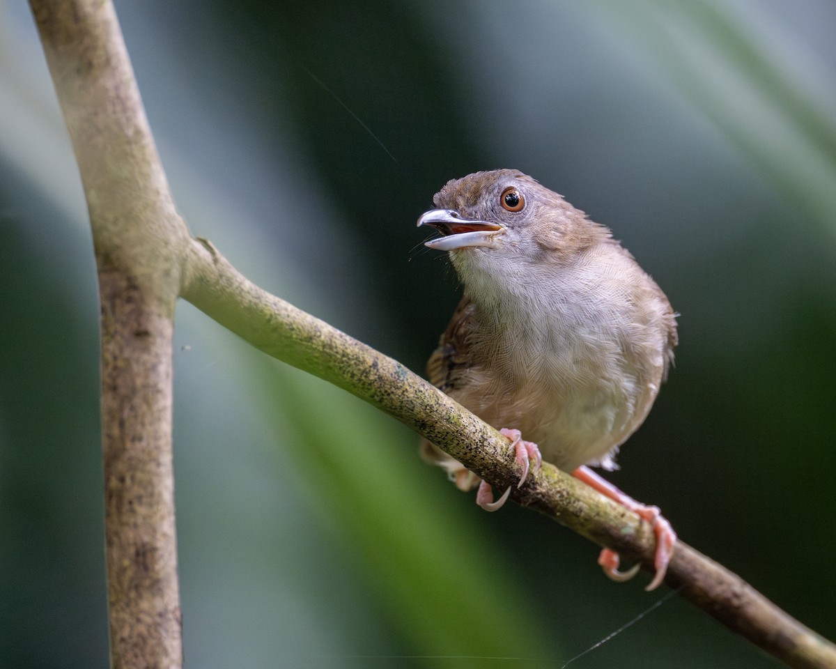 Abbott's Babbler - ML620597981