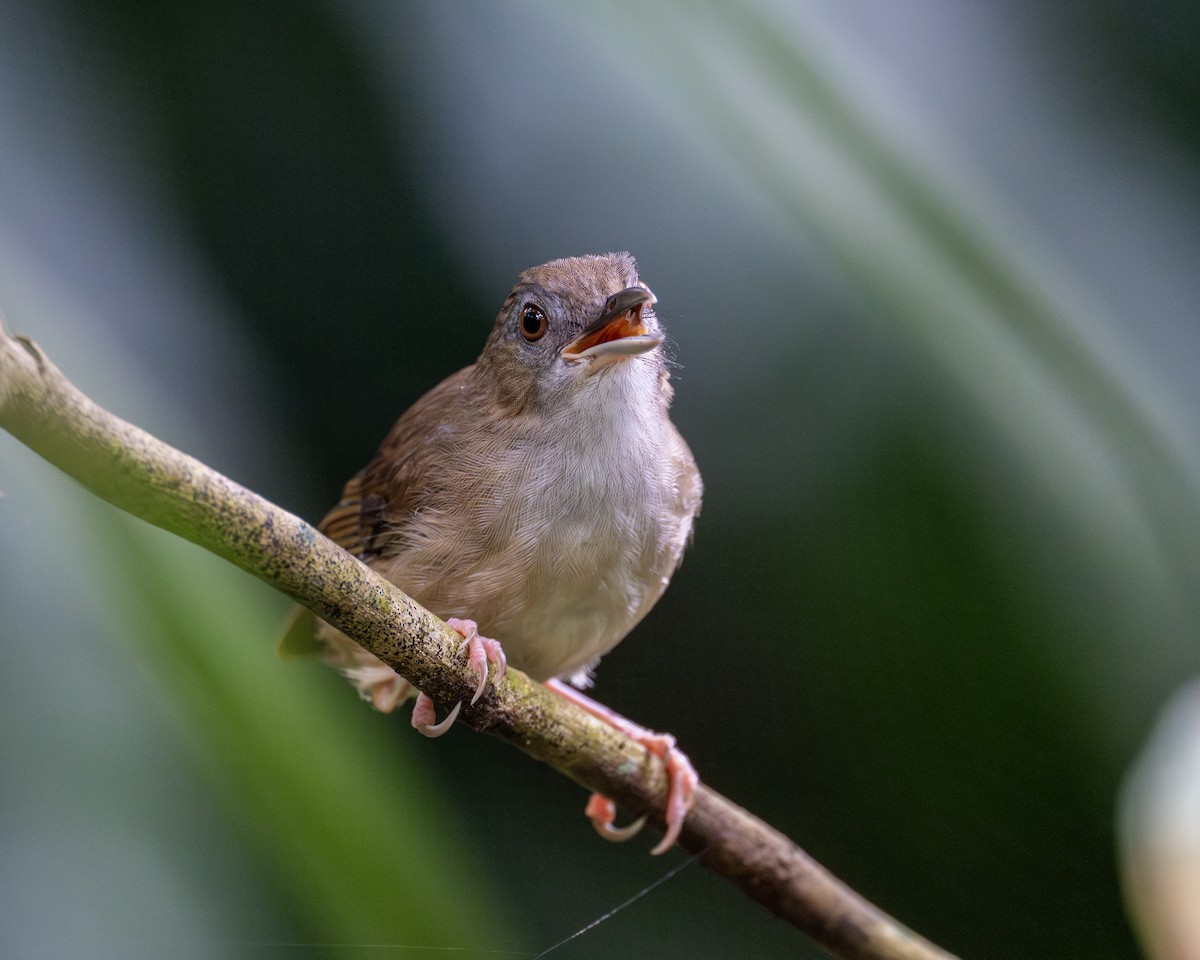 Abbott's Babbler - ML620597982