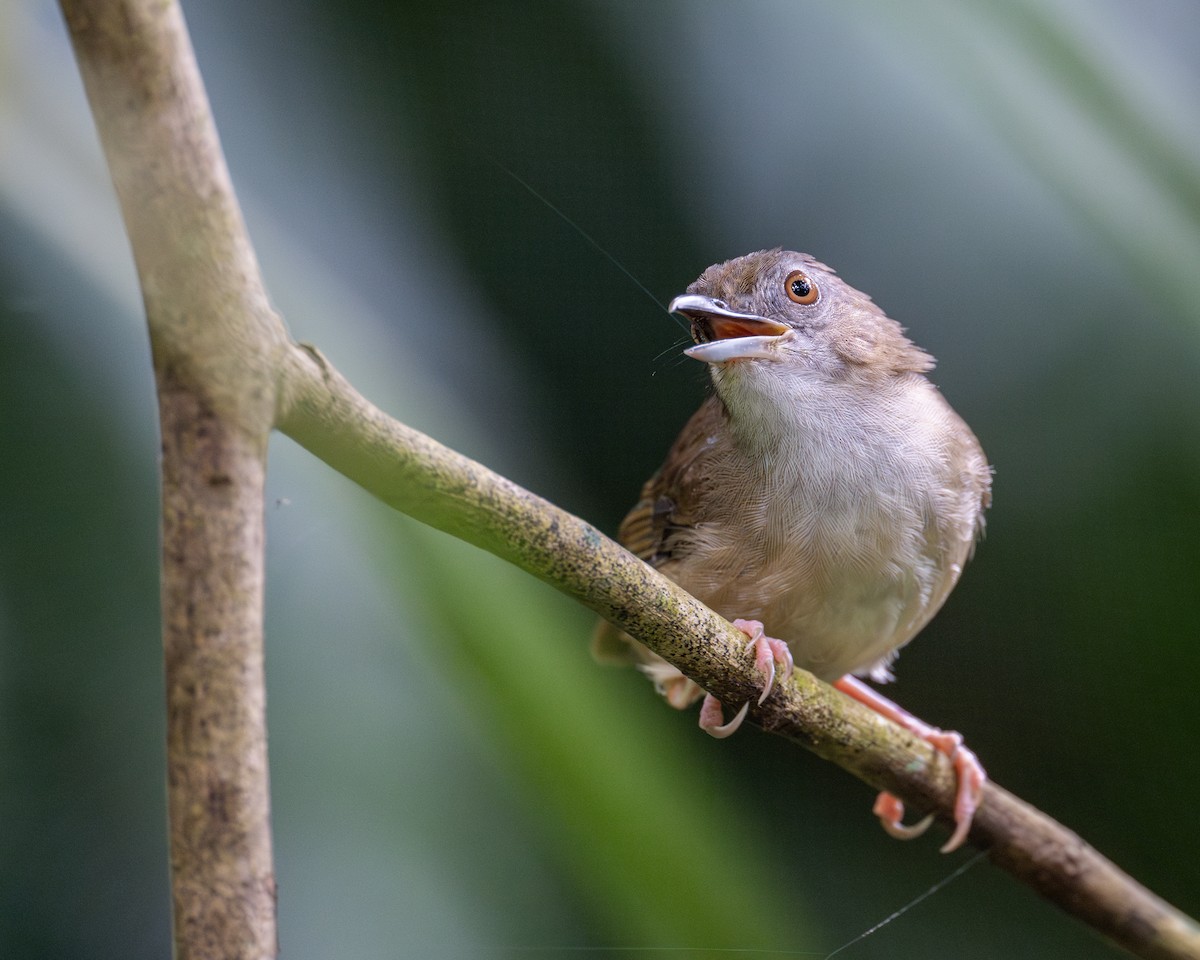 Abbott's Babbler - ML620597983