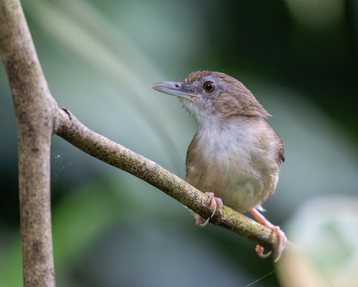 Abbott's Babbler - ML620597984