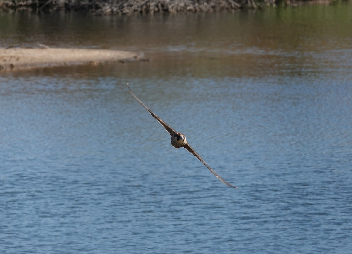 Peregrine Falcon - ML620597990