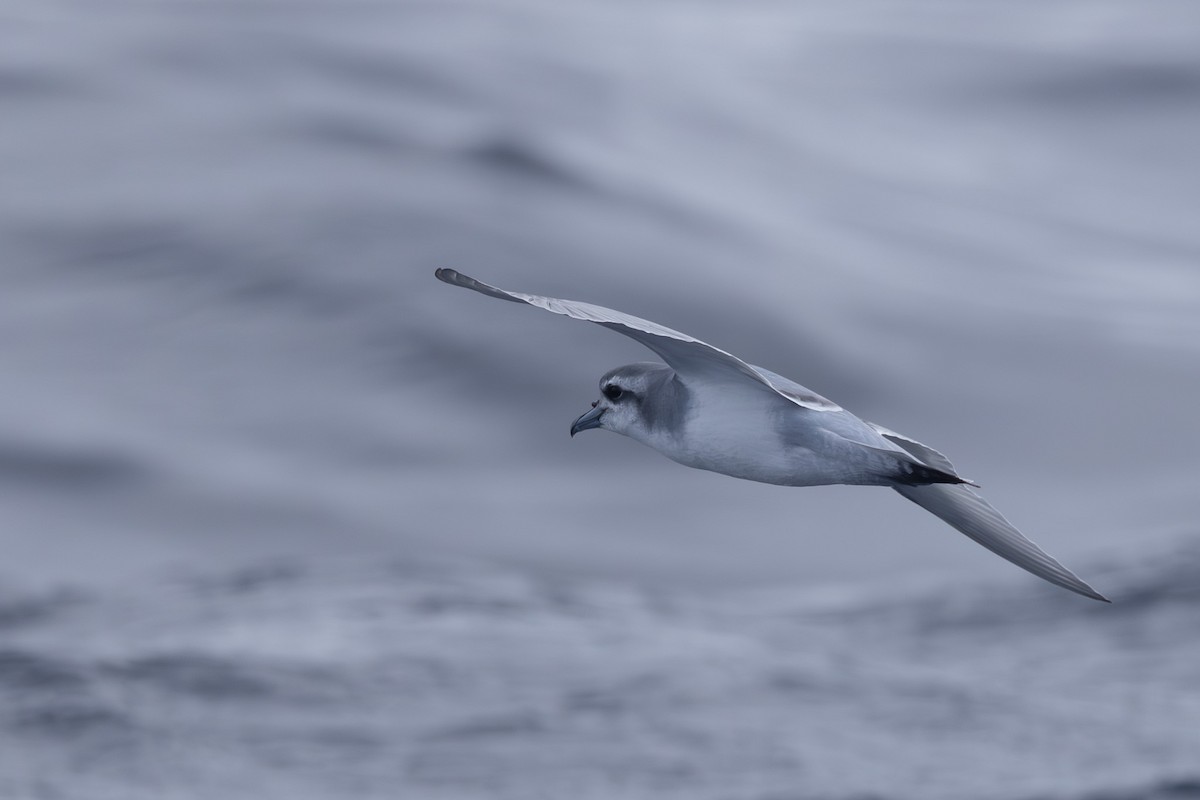 Antarctic Prion - ML620597994