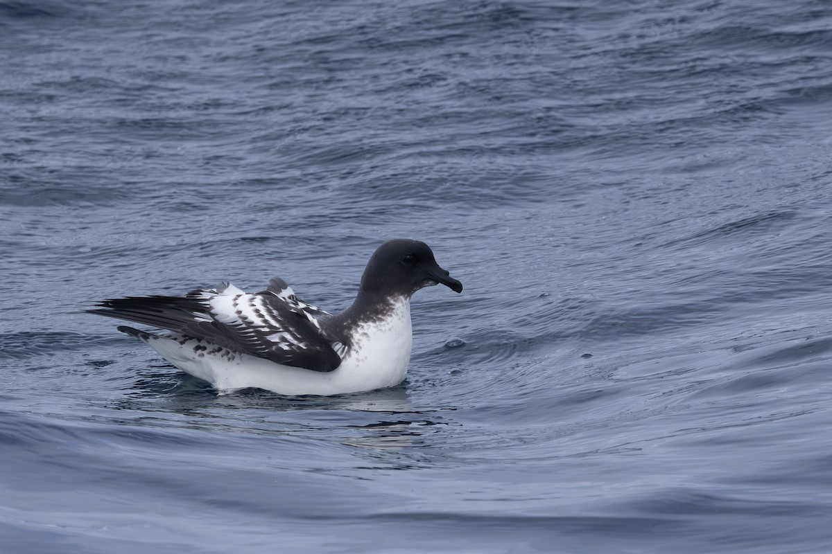 Cape Petrel - ML620597998