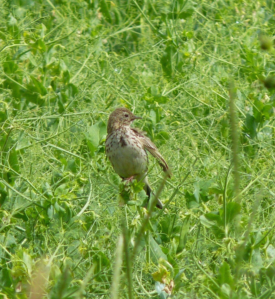 ub. fugl (Aves sp.) - ML620598001