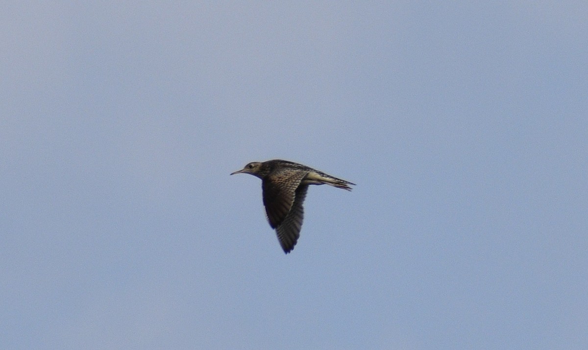 Upland Sandpiper - ML620598002