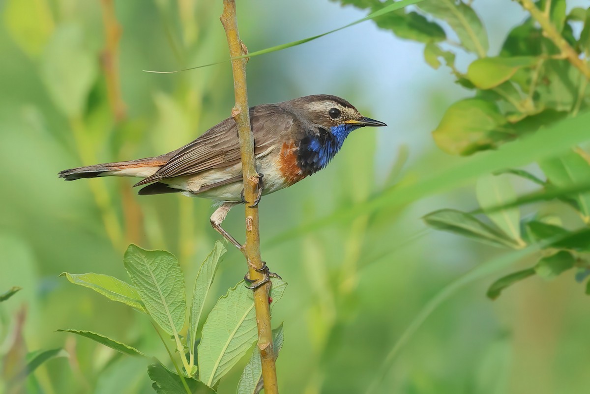 Bluethroat - ML620598003