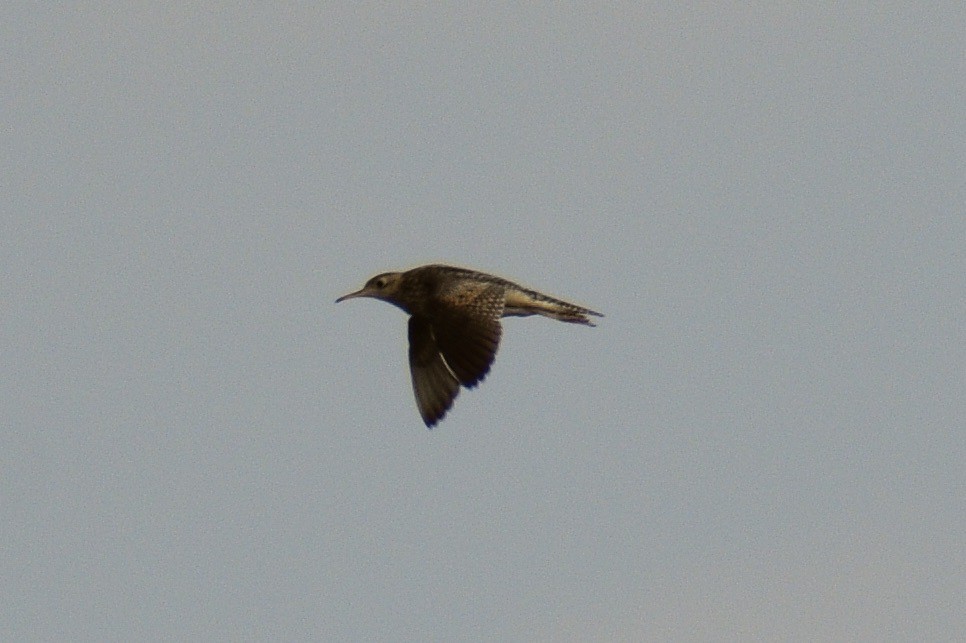 Upland Sandpiper - ML620598005