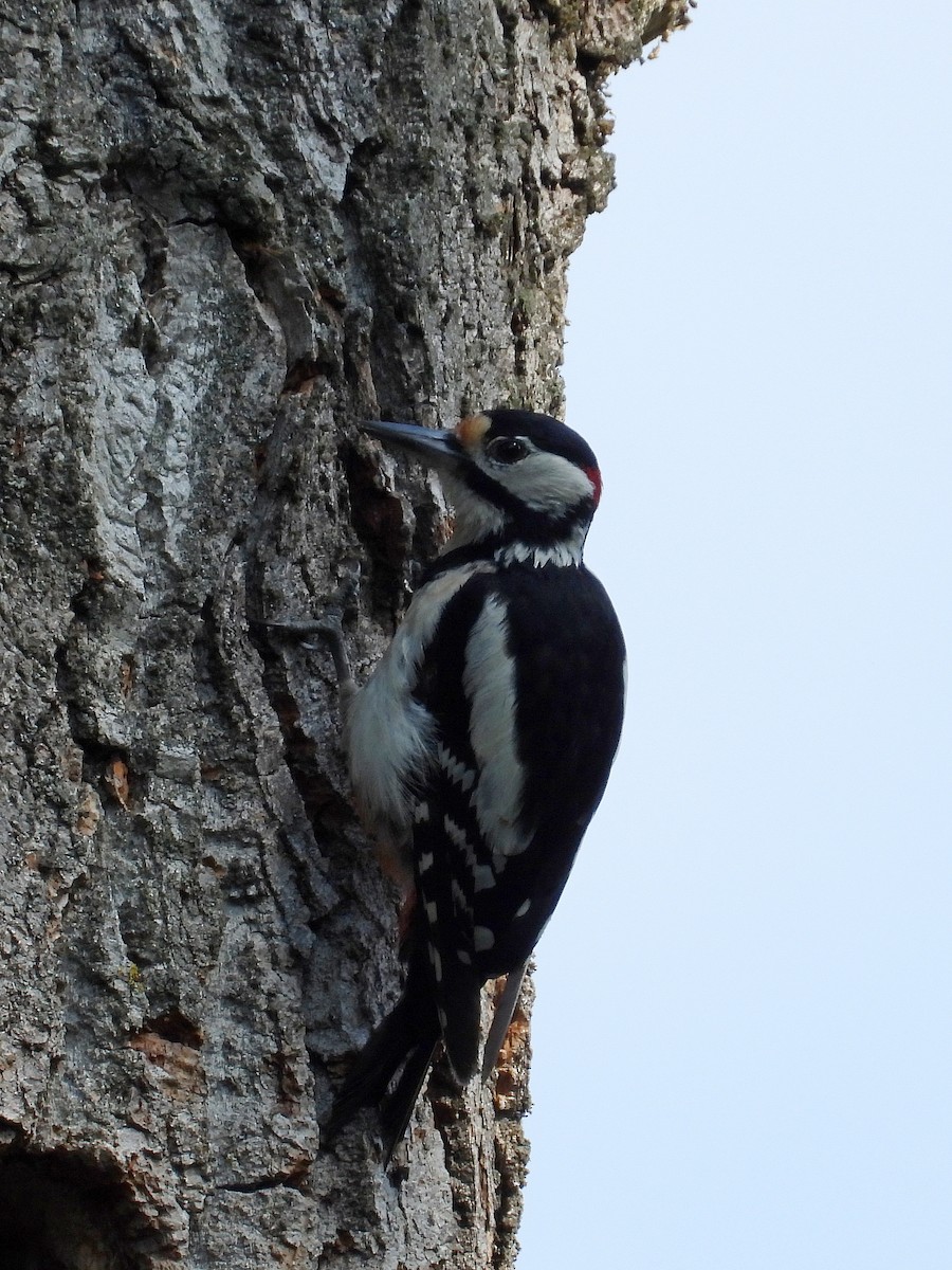 Great Spotted Woodpecker - ML620598008