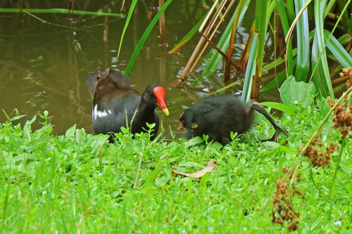 Gallinule poule-d'eau - ML620598012