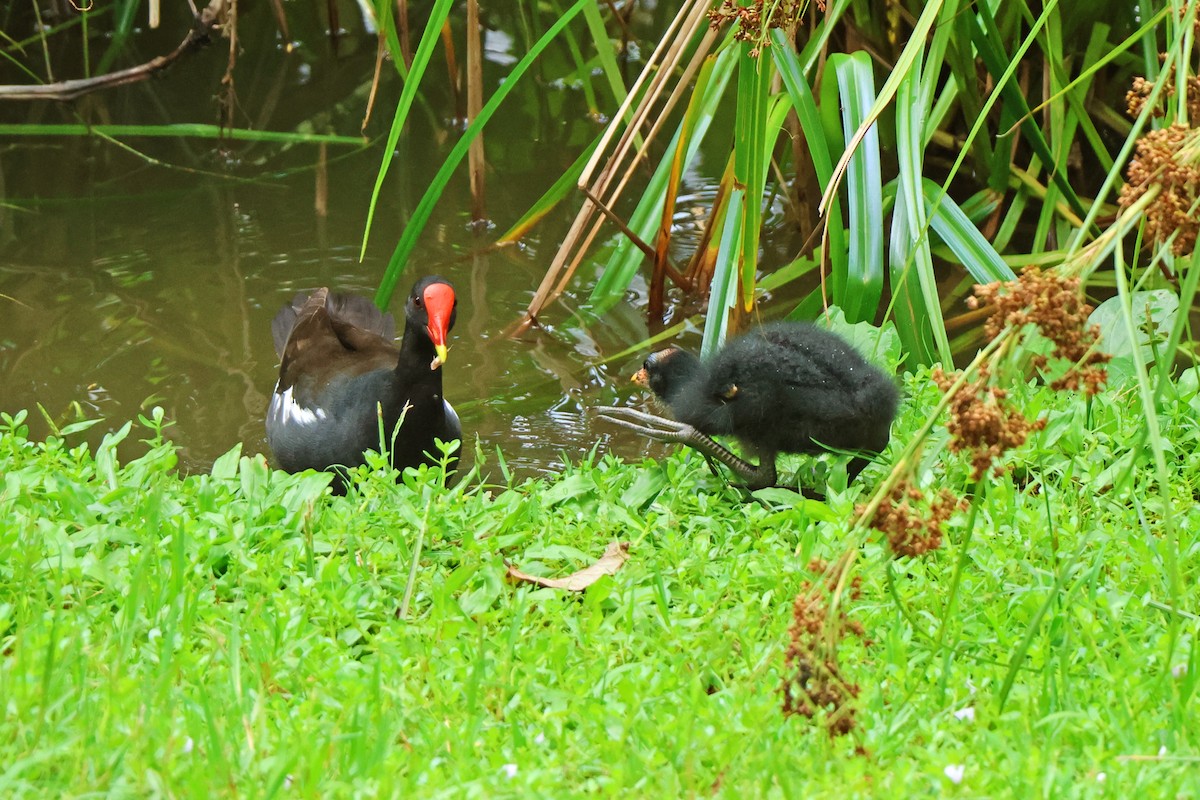 Eurasian Moorhen - ML620598013