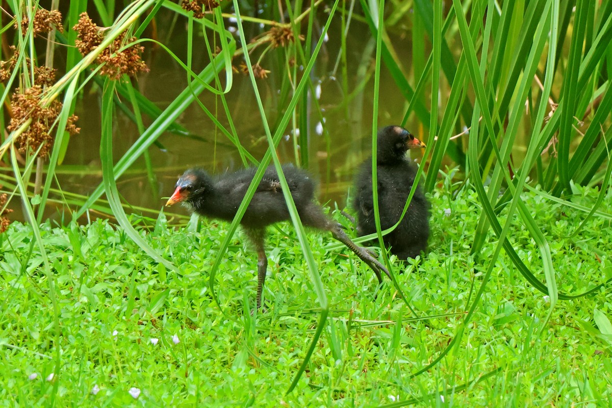 Gallinule poule-d'eau - ML620598014