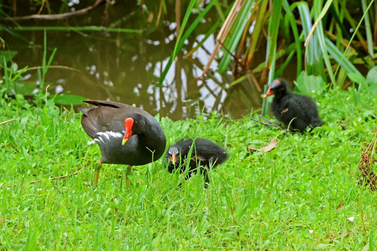 Eurasian Moorhen - ML620598015