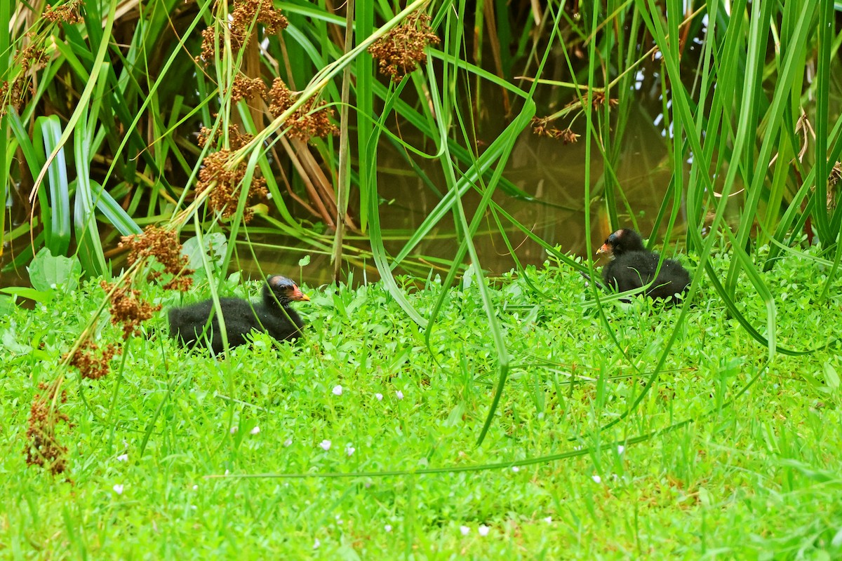 Eurasian Moorhen - ML620598016