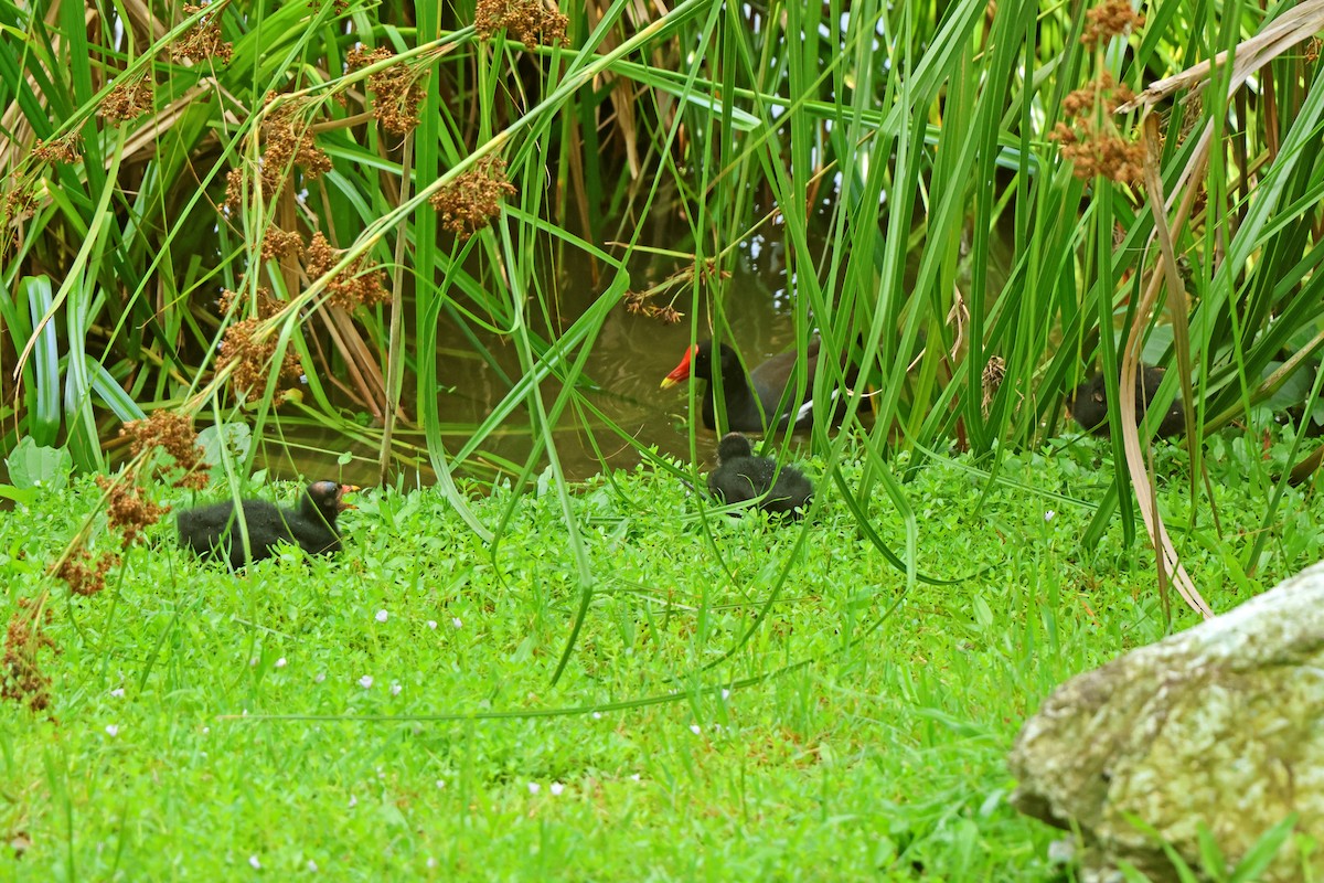 Eurasian Moorhen - ML620598017