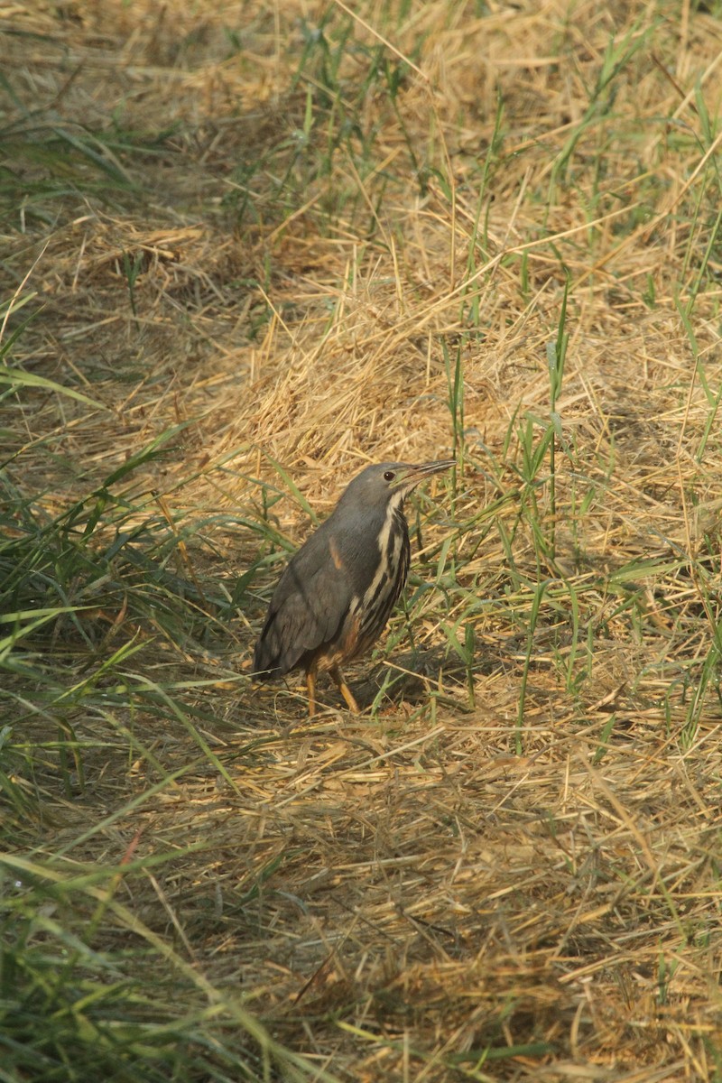 Dwarf Bittern - ML620598019