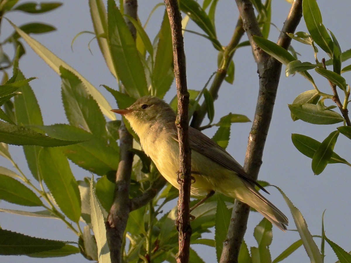 Icterine Warbler - ML620598020