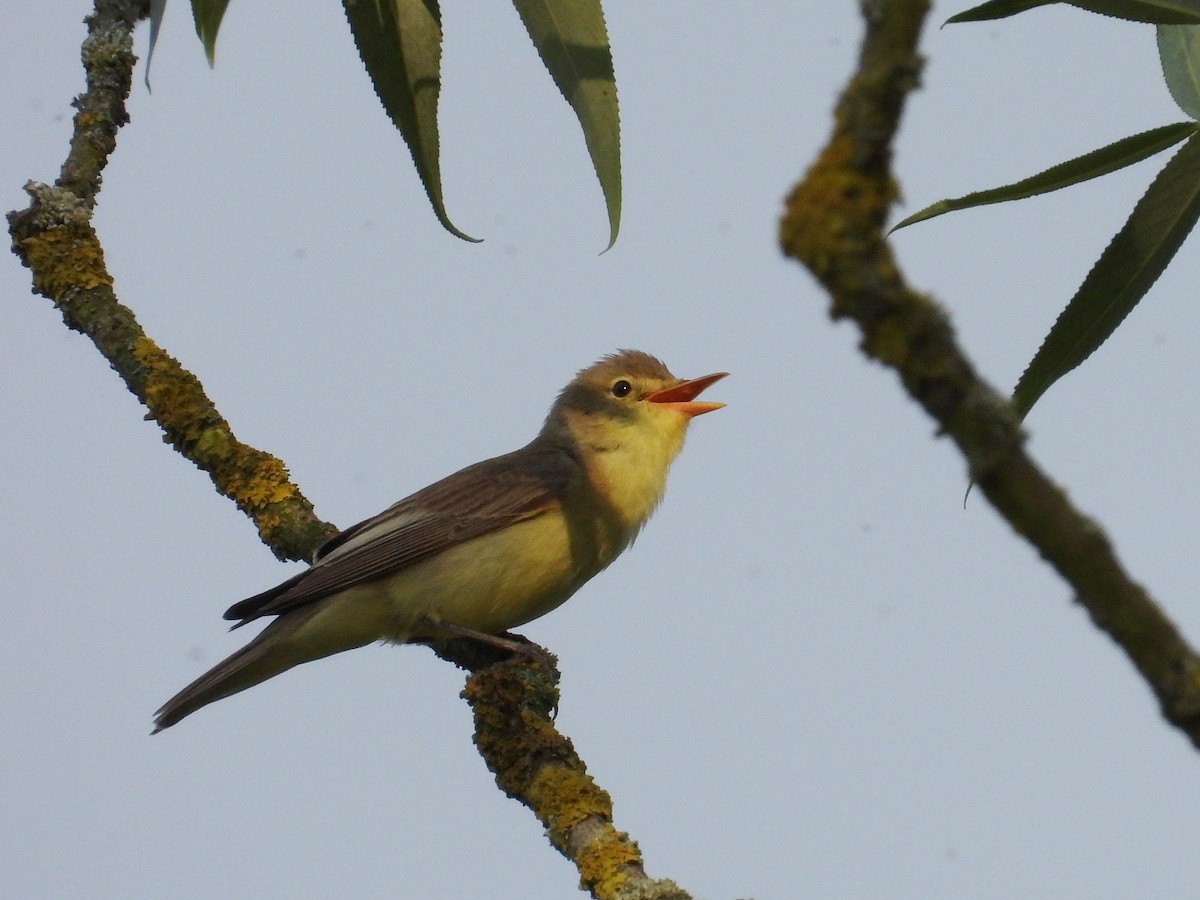 Icterine Warbler - ML620598021