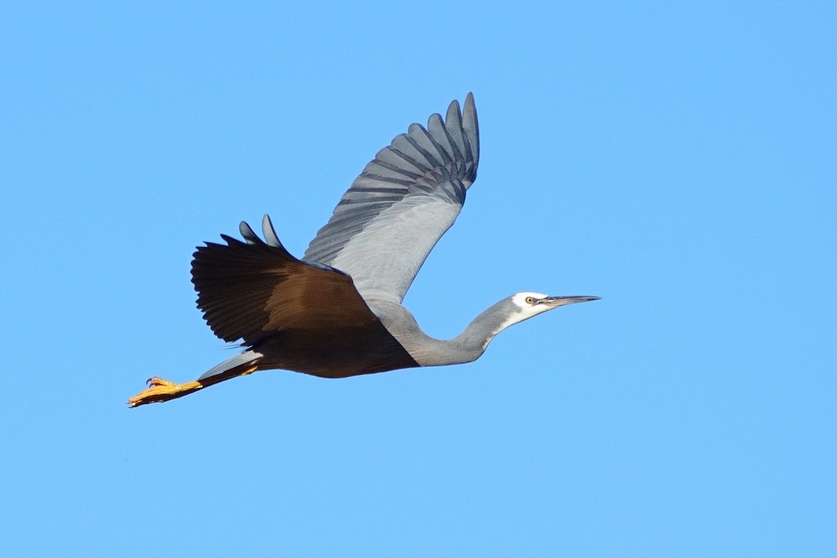 White-faced Heron - ML620598022