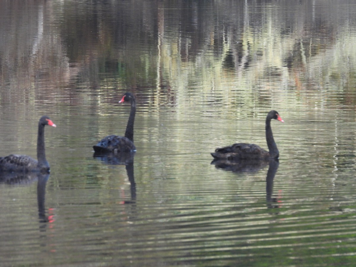 Black Swan - ML620598024