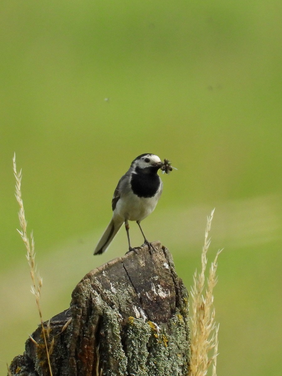 White Wagtail - ML620598025