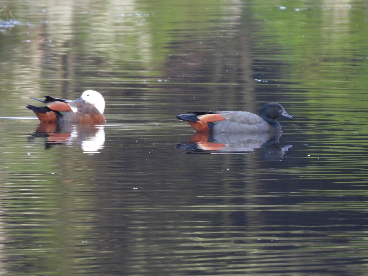 Paradise Shelduck - ML620598027