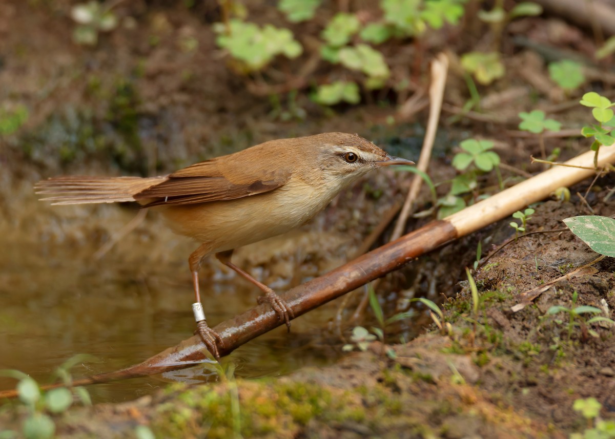 Paddyfield Warbler - ML620598031