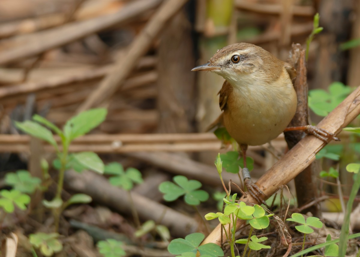 Paddyfield Warbler - ML620598032