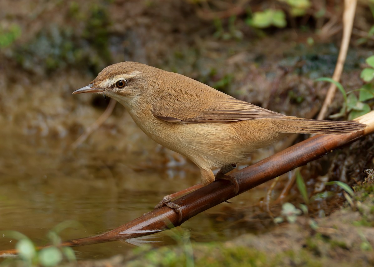 Paddyfield Warbler - ML620598033