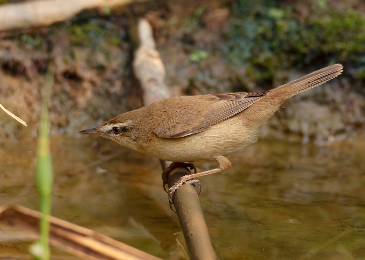 Paddyfield Warbler - ML620598034