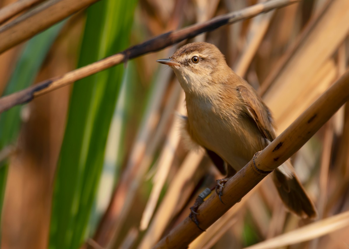 Paddyfield Warbler - ML620598035