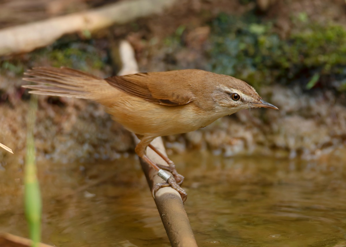 Paddyfield Warbler - ML620598036