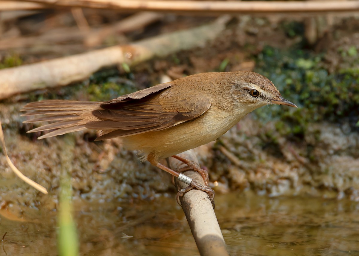 Paddyfield Warbler - ML620598037