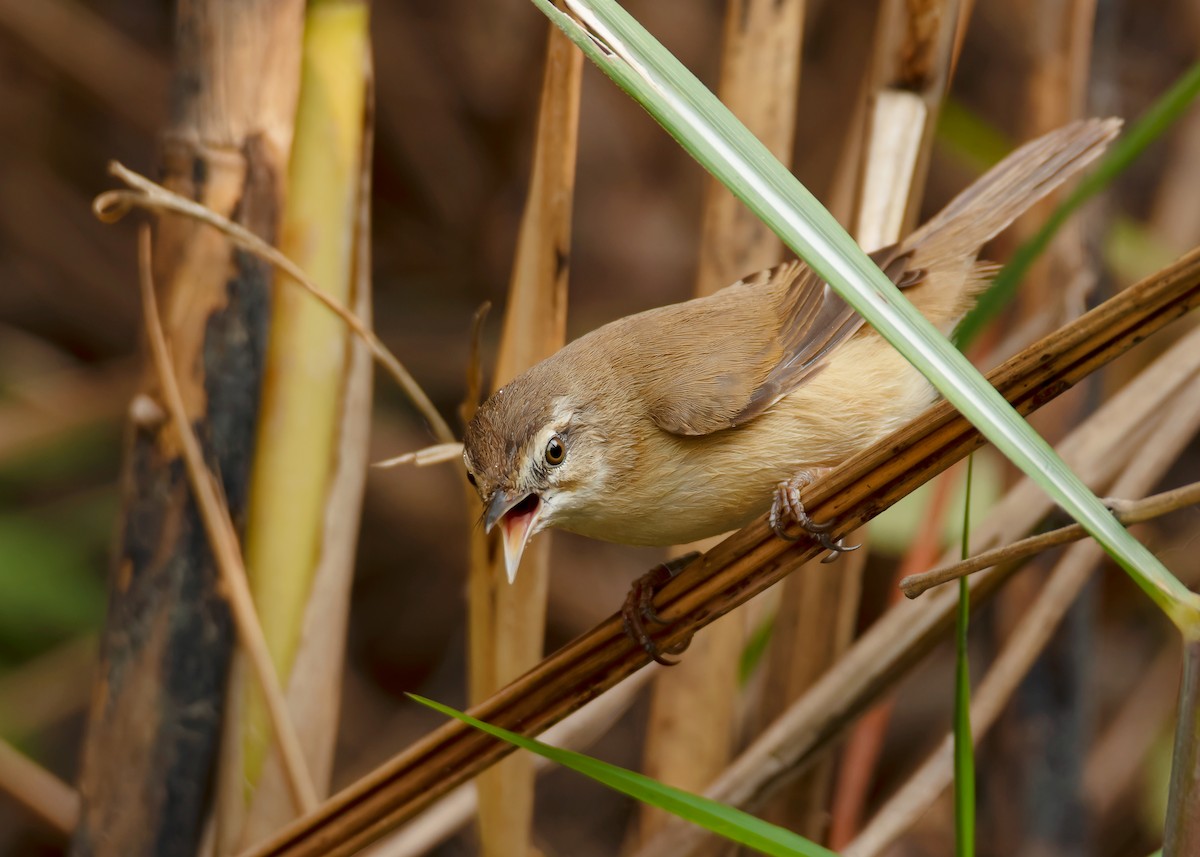 Paddyfield Warbler - ML620598038