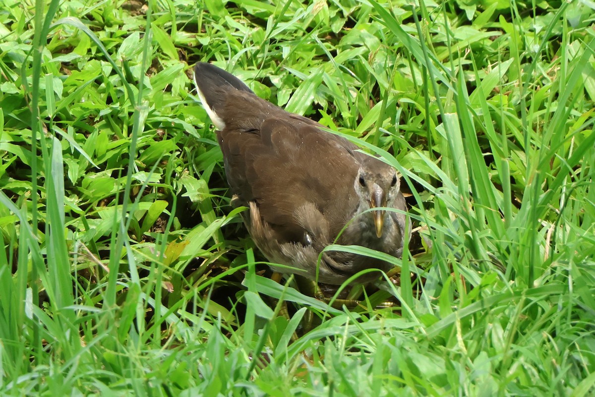 Eurasian Moorhen - ML620598045