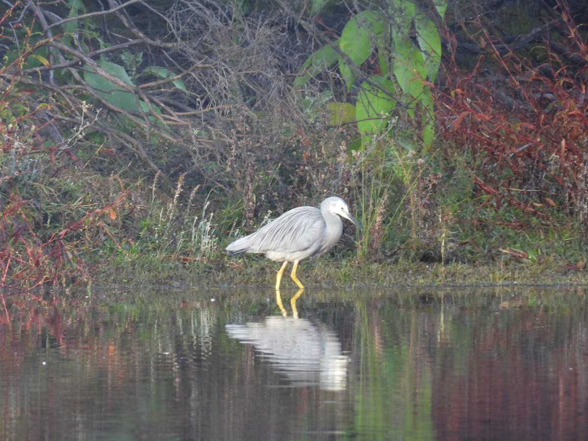 White-faced Heron - ML620598048