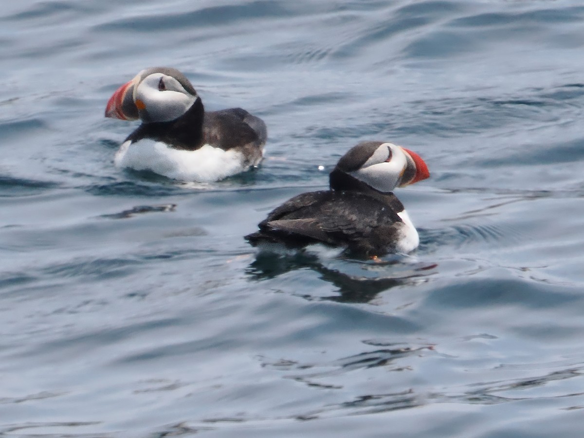 Common Eider - ML620598049