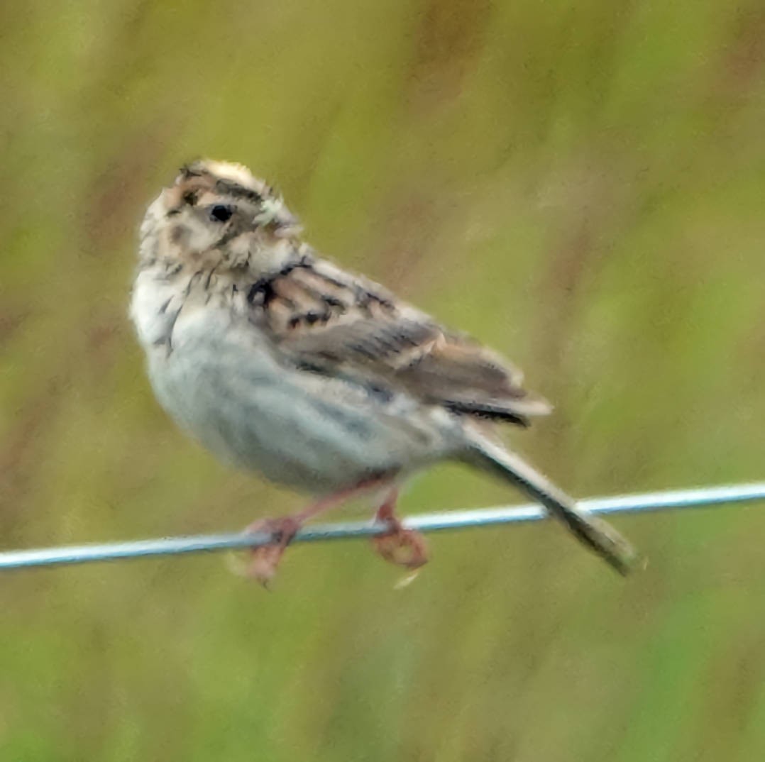 Baird's Sparrow - ML620598055