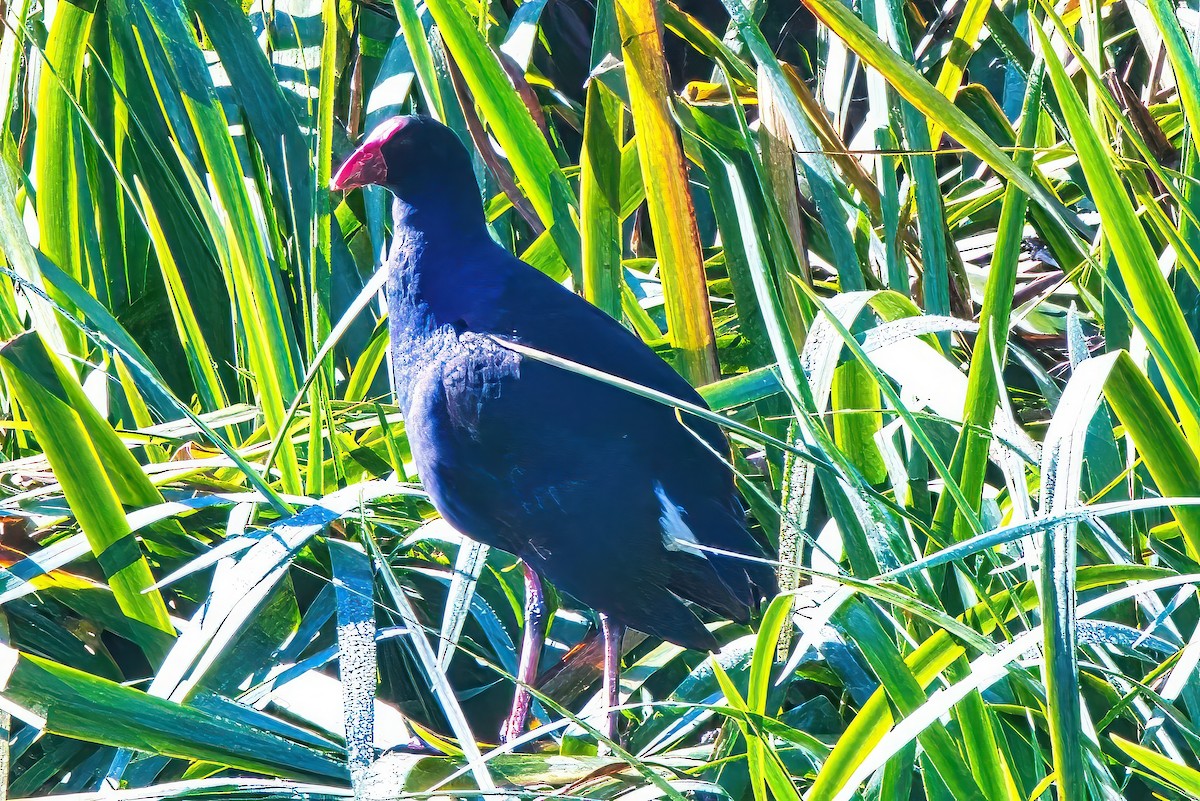 Australasian Swamphen - ML620598058