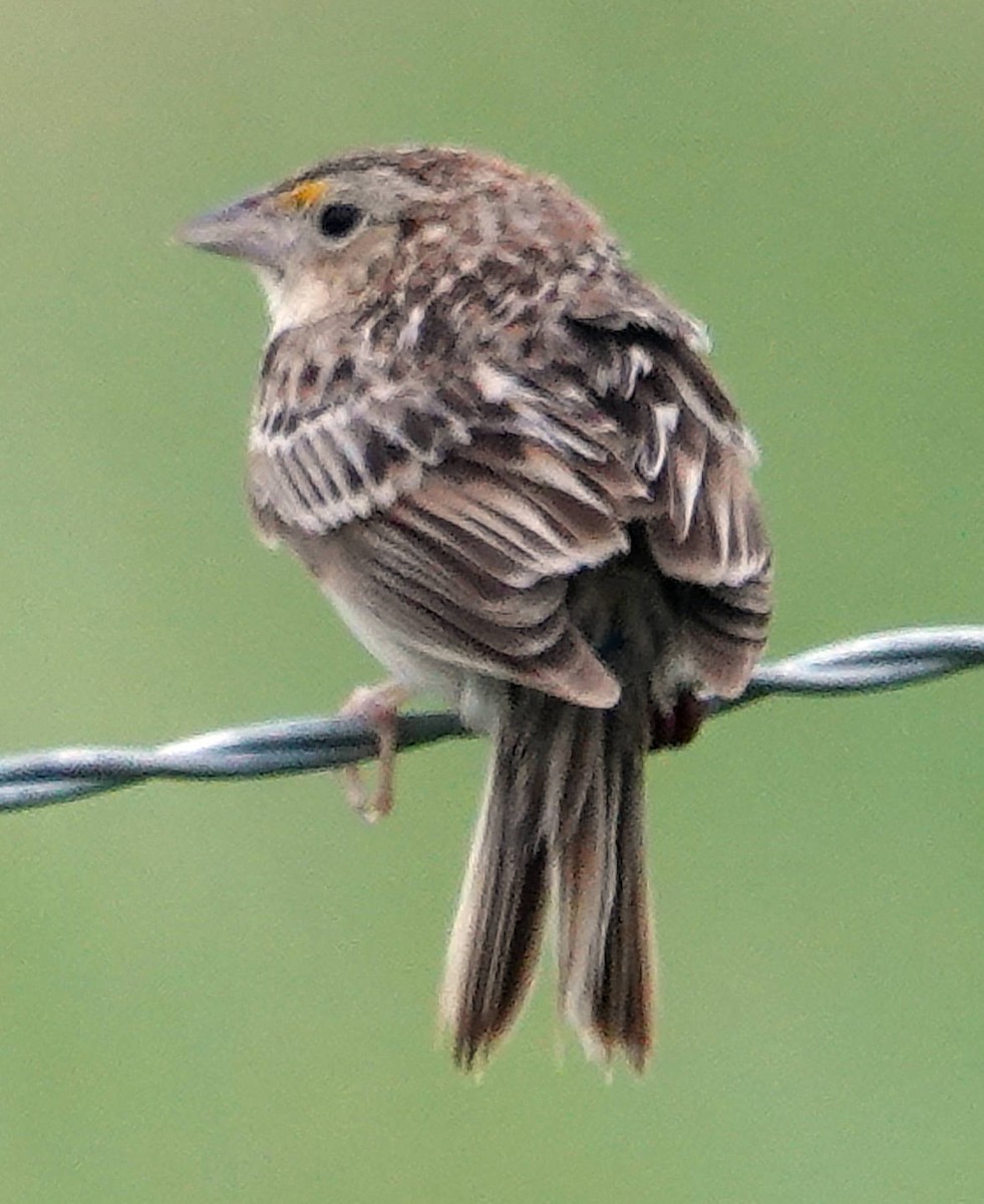 Grasshopper Sparrow - ML620598059