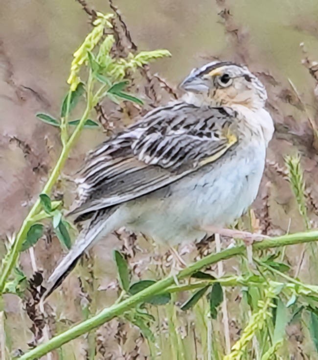 Grasshopper Sparrow - ML620598060